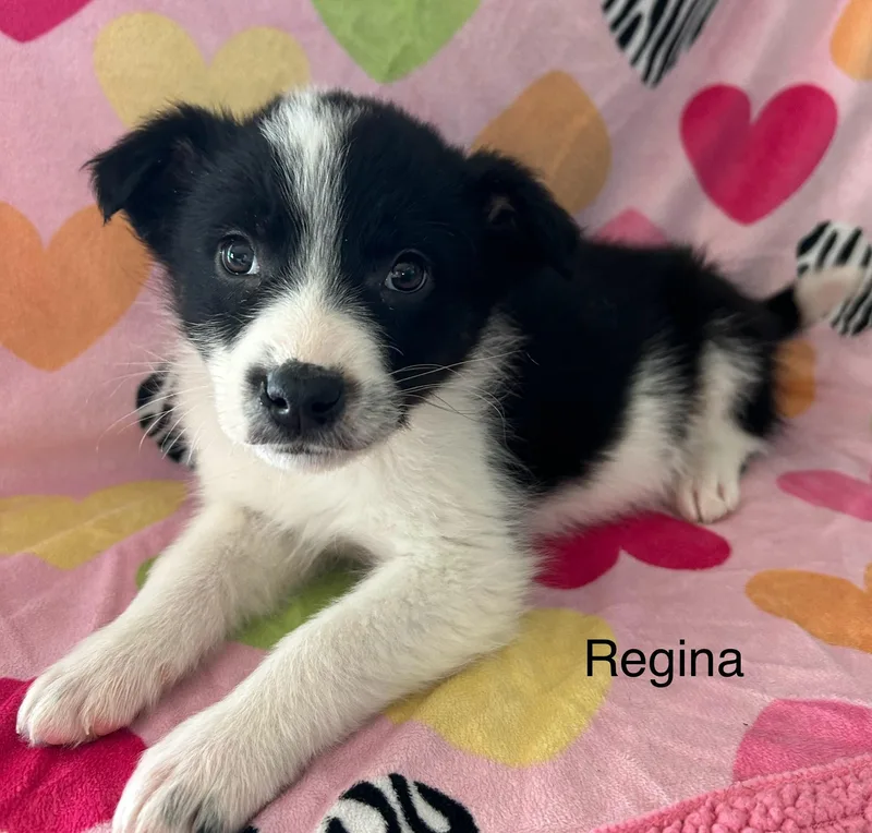 Regina