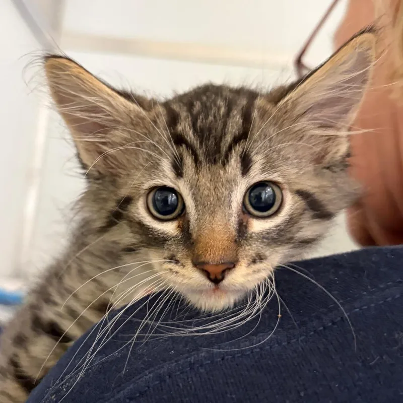 A baby small-sized male Brown / Chocolate Domestic Short Hair cat named Teriyaki for adoption in Ojai, CA