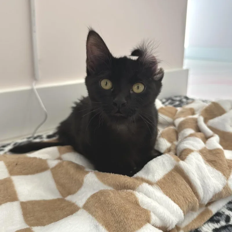 A baby small-sized female Black Domestic Short Hair cat named Zara for adoption in Forest Park, IL