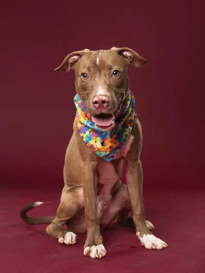 A young medium-sized male Mixed Breed dog named Rocket for adoption in Atlanta, GA