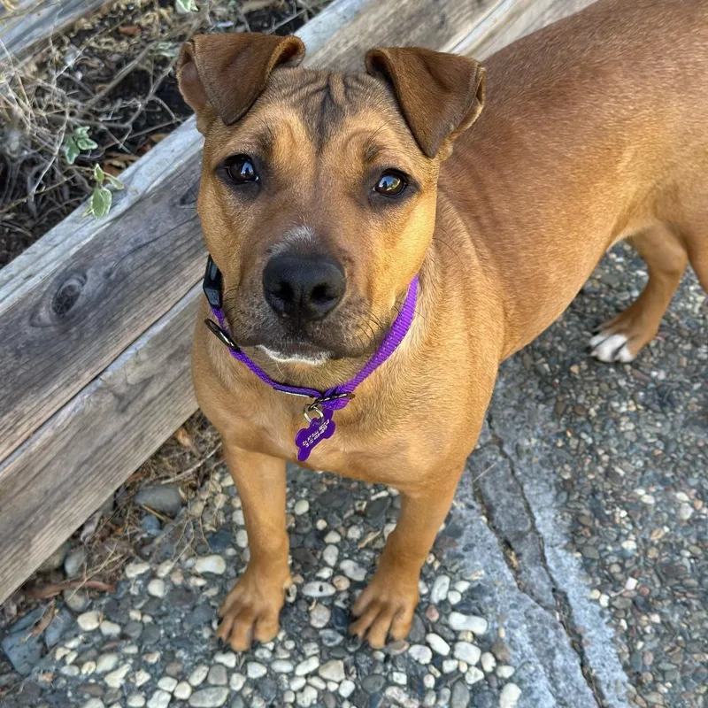 A baby medium-sized female Pit Bull Terrier dog named Goldie for adoption in Berkeley, CA