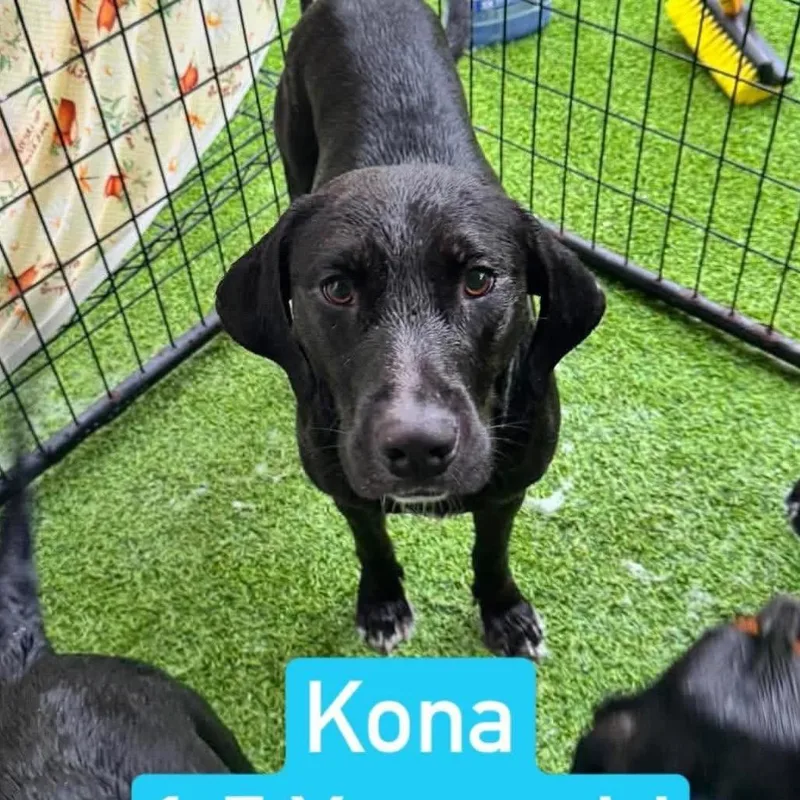 Kona