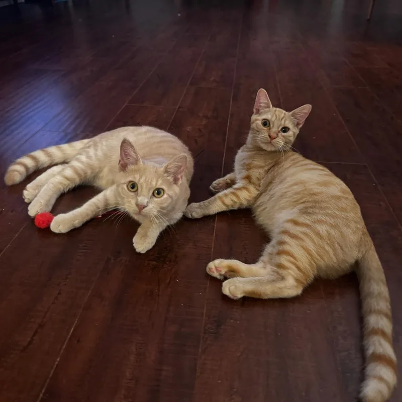 A young medium-sized male Orange / Red Domestic Short Hair cat named Dorito for adoption in Los Angeles, CA