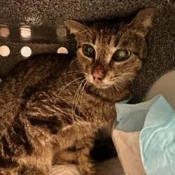 An adult medium-sized female Brown / Chocolate Domestic Short Hair cat named Tiger Shark for adoption in Sarasota, FL