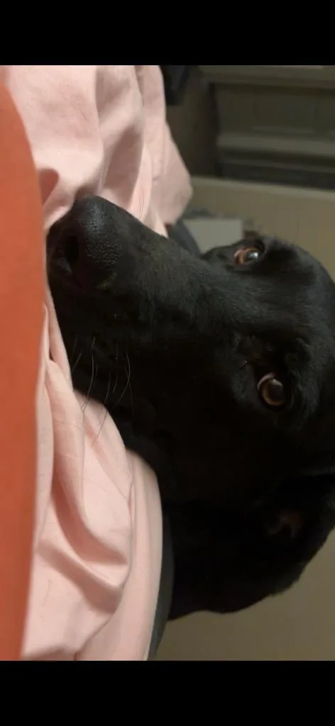 An adult medium-sized male Labrador Retriever dog named Vash for adoption in Heber City, UT