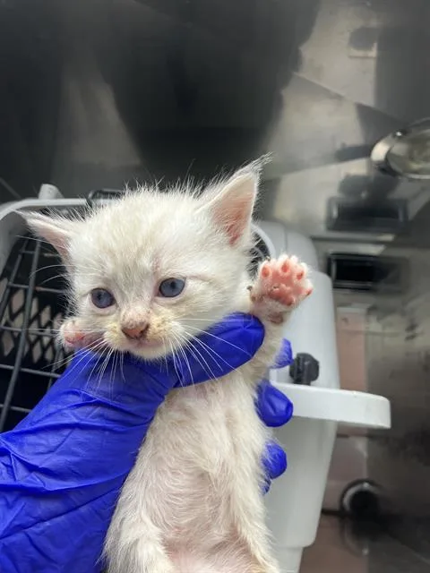 A baby medium-sized male Domestic Medium Hair cat named Athena for adoption in Dallas, TX