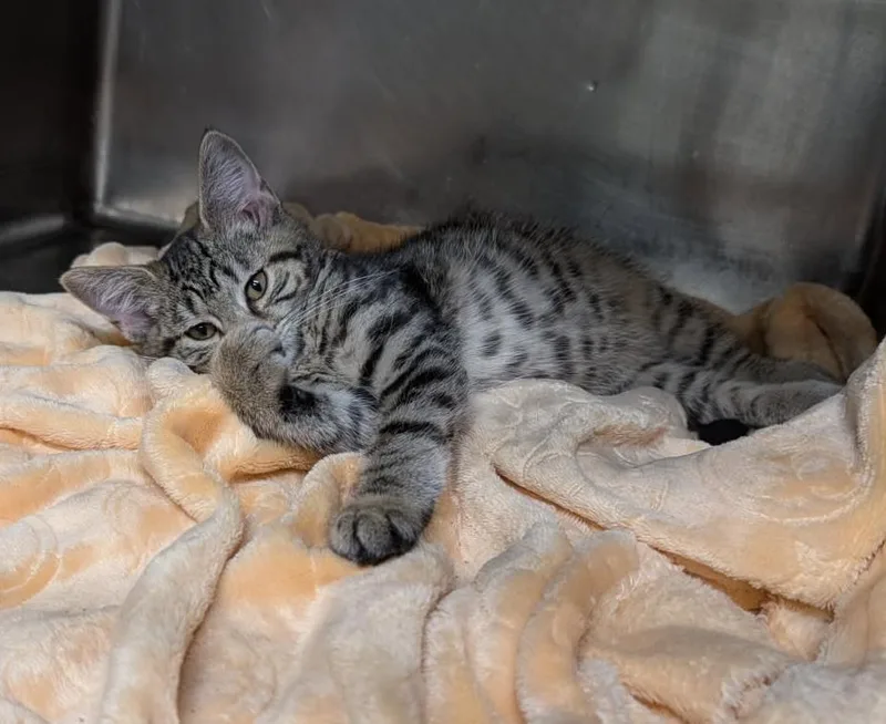 A baby medium-sized female Tabby cat named Scribbles for adoption in Marietta, OH