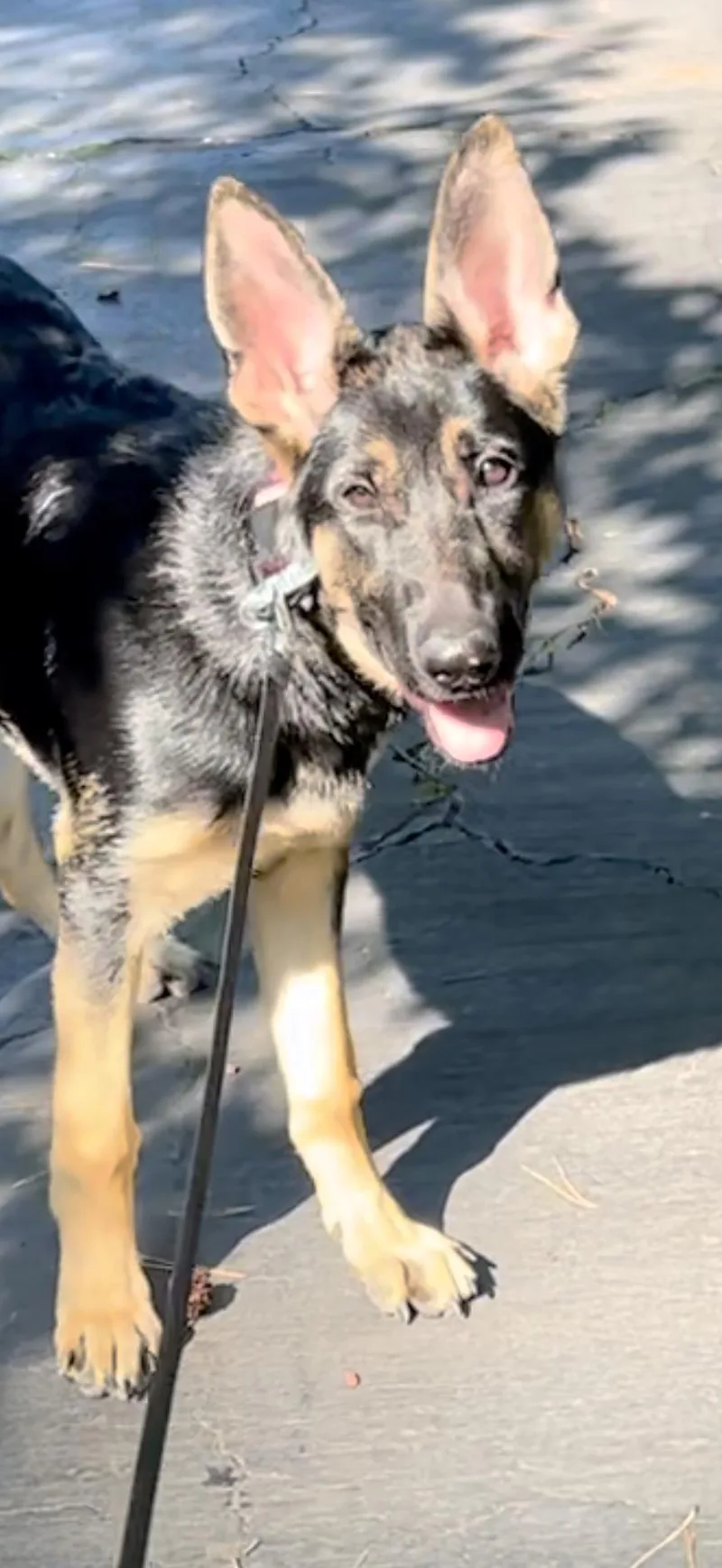 A baby large-sized female German Shepherd Dog dog named Sasha for adoption in Baltimore, MD