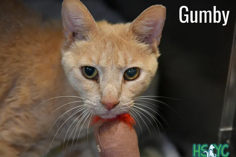 Gumby thumbnail 2
