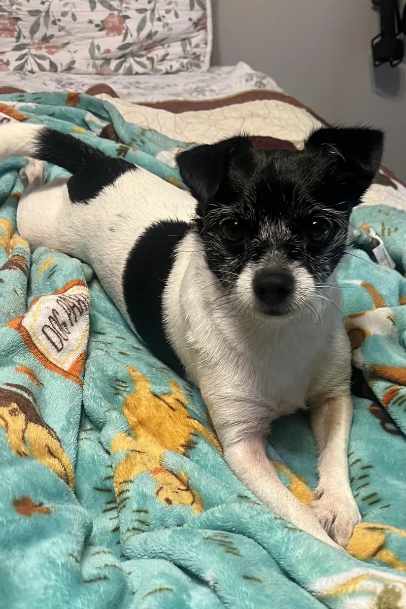 Tater Tot thumbnail 2