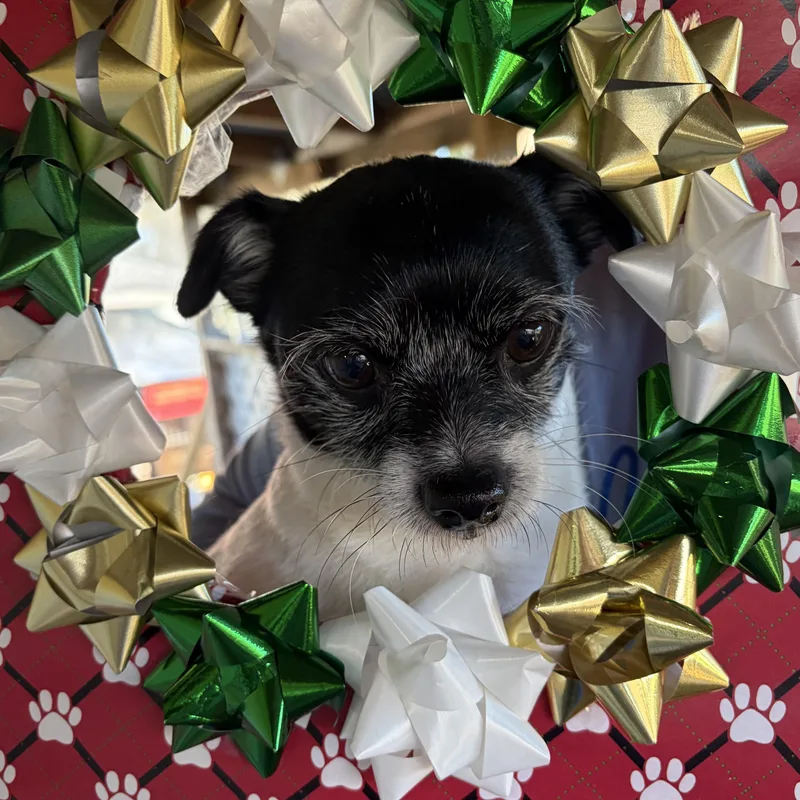 Tater Tot thumbnail 4