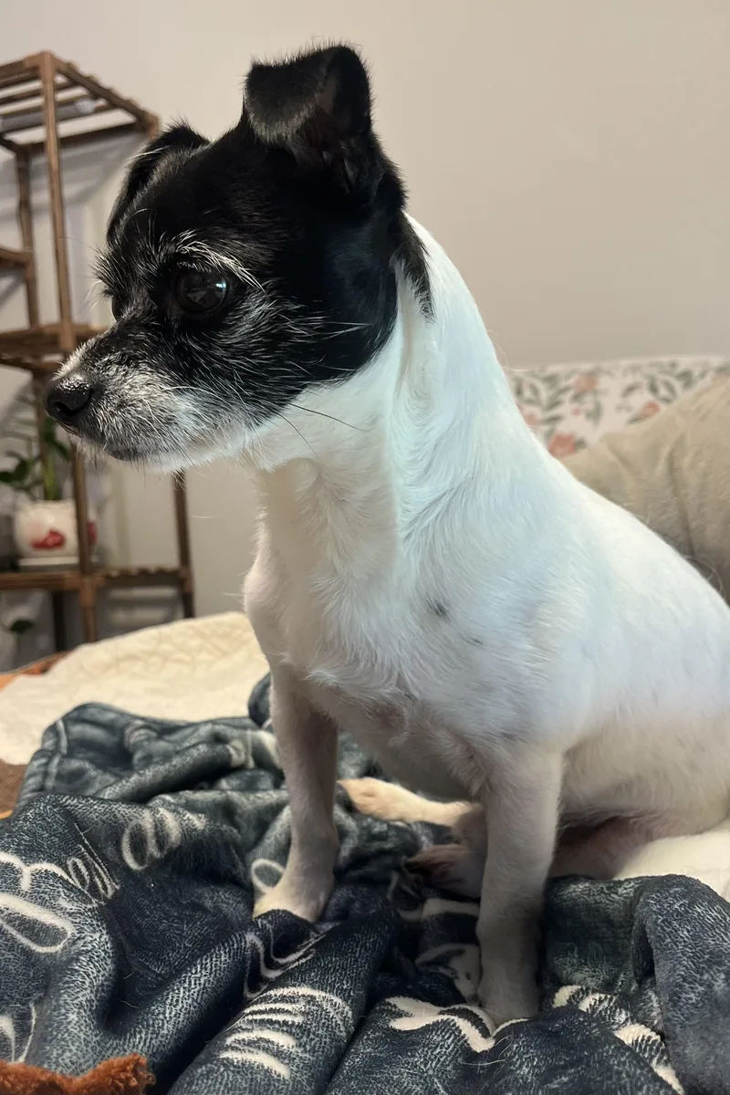 Tater Tot thumbnail 5