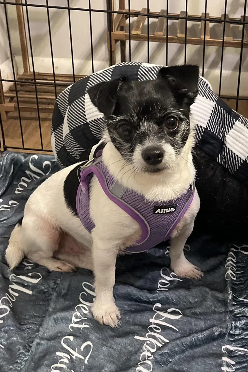 Tater Tot thumbnail 6