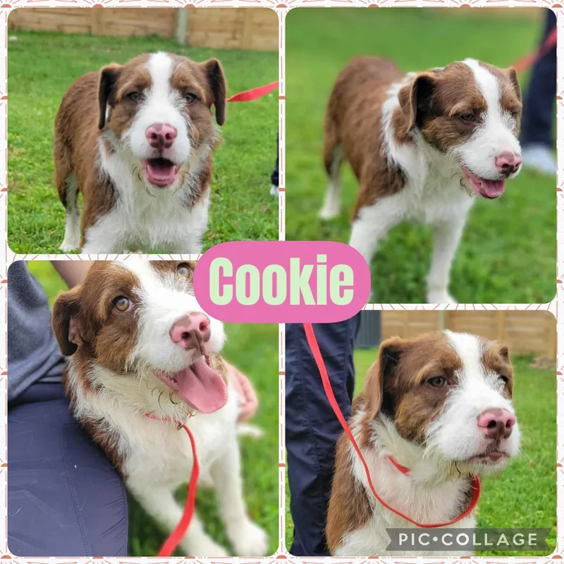A young medium-sized female White / Cream Aussiedoodle dog named Cookie for adoption in Ringwood, NJ