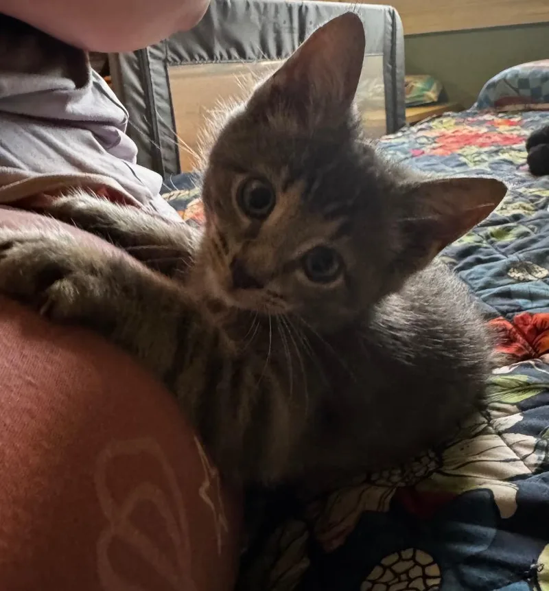 A baby small-sized male Domestic Short Hair cat named Diddle Pickle for adoption in Brainardsville, NY