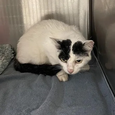 A senior medium-sized female White Domestic Short Hair cat named Misty for adoption in Port Charlotte, FL