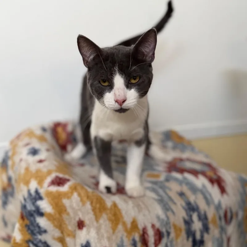 A young small-sized male Gray / Blue / Silver Domestic Short Hair cat named Tommy for adoption in Long Beach, CA