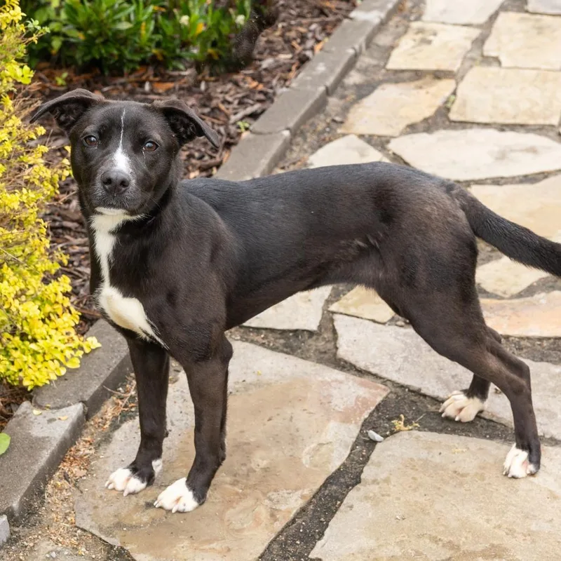 A young medium-sized female Black Mixed Breed dog named Bindi for adoption in Cape Girardeau, MO