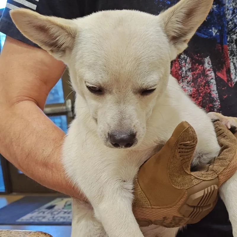An adult small-sized male White / Cream Chihuahua dog named IEPAStray for adoption in Upland, CA