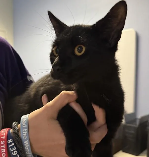 A young medium-sized male Domestic Short Hair cat named Besos for adoption in Des Moines, IA
