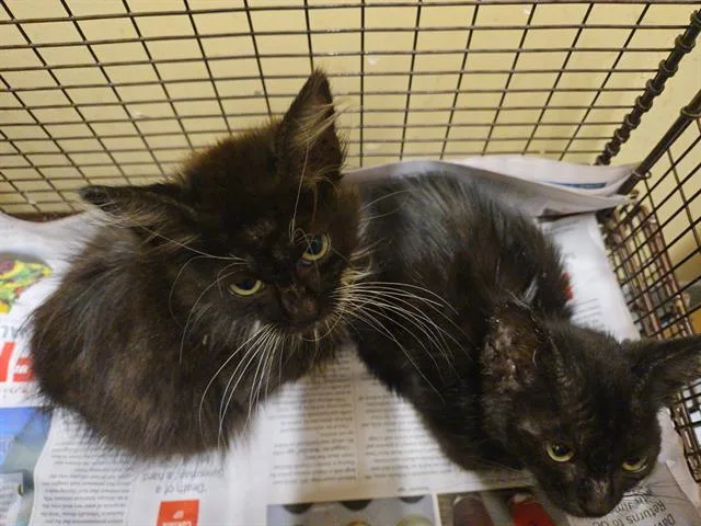 A baby small-sized female Domestic Short Hair cat named Suzie Q for adoption in Tustin, CA