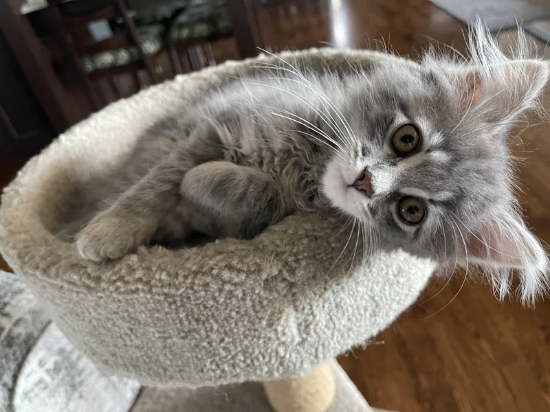 A baby medium-sized female Tabby (Gray / Blue / Silver) Domestic Long Hair cat named Bubbles for adoption in Wyandotte, MI