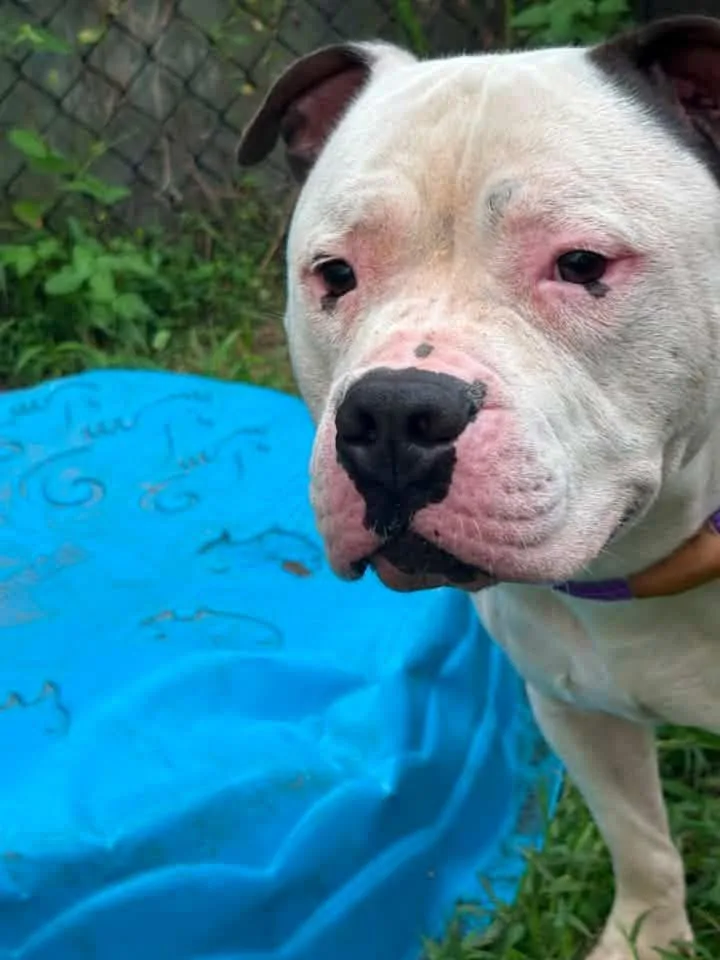 An adult medium-sized male Black Pit Bull Terrier dog named Acer for adoption in Chicago, IL