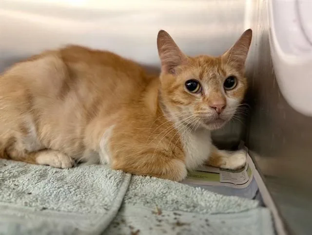 An adult small-sized female Domestic Short Hair cat named Arrow for adoption in Ocala, FL