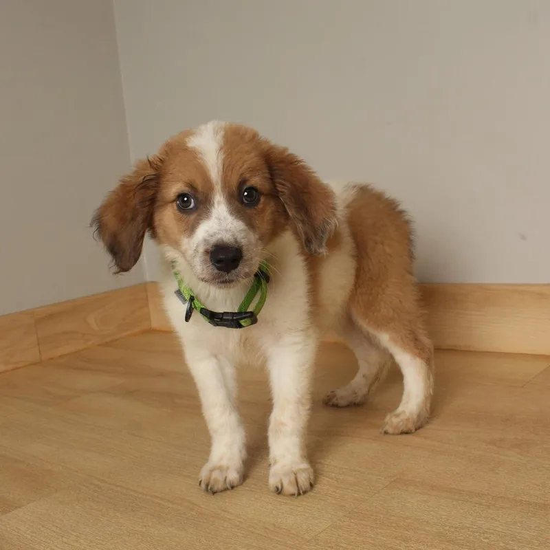 A baby medium-sized male White / Cream Australian Shepherd dog named Roo D for adoption in Minnetonka, MN
