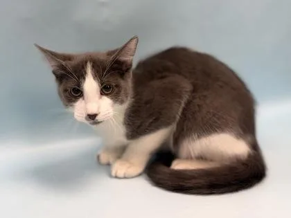 A baby small-sized male Domestic Short Hair cat named Bosco for adoption in Coon Rapids, MN