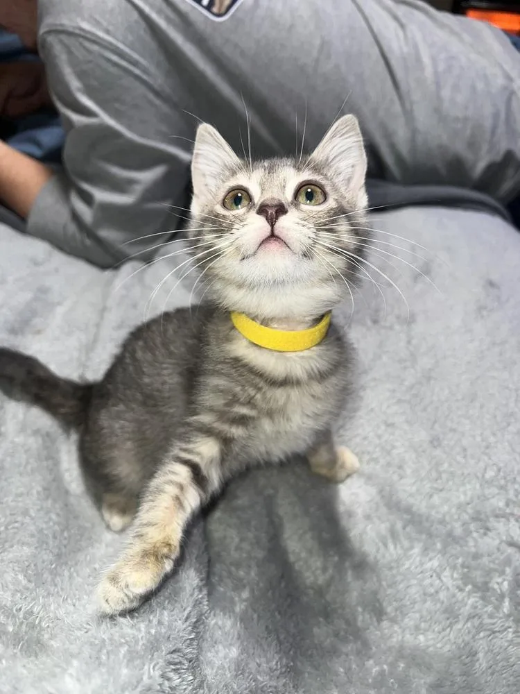 A baby small-sized female Gray & White Domestic Short Hair cat named Beatrice for adoption in Wilmington, NC