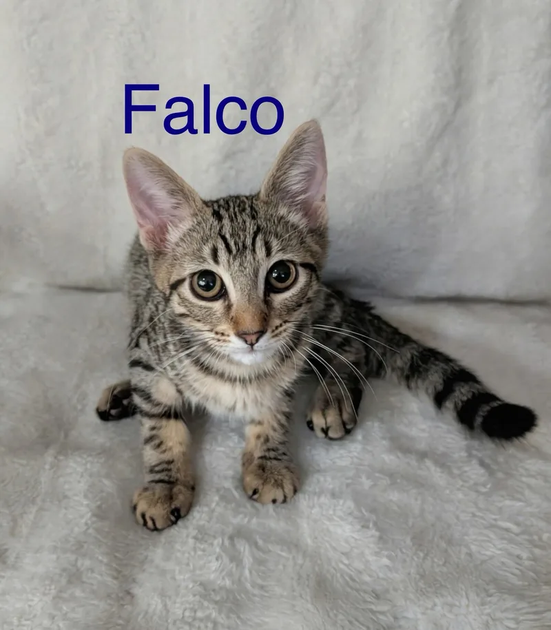 A baby medium-sized male Tabby (Brown / Chocolate) Tabby cat named Falco for adoption in Tucson, AZ