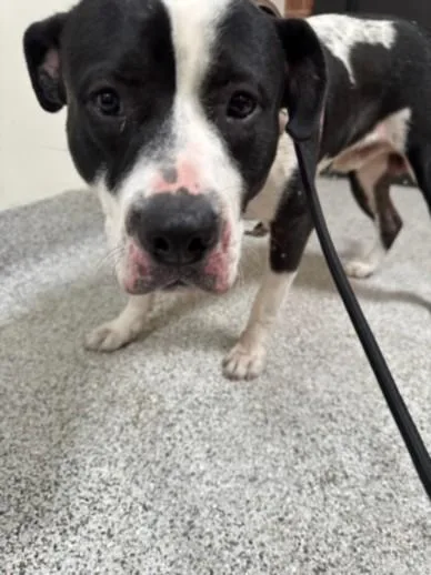 An adult medium-sized male Mastiff dog named Mango for adoption in Los Angeles, CA