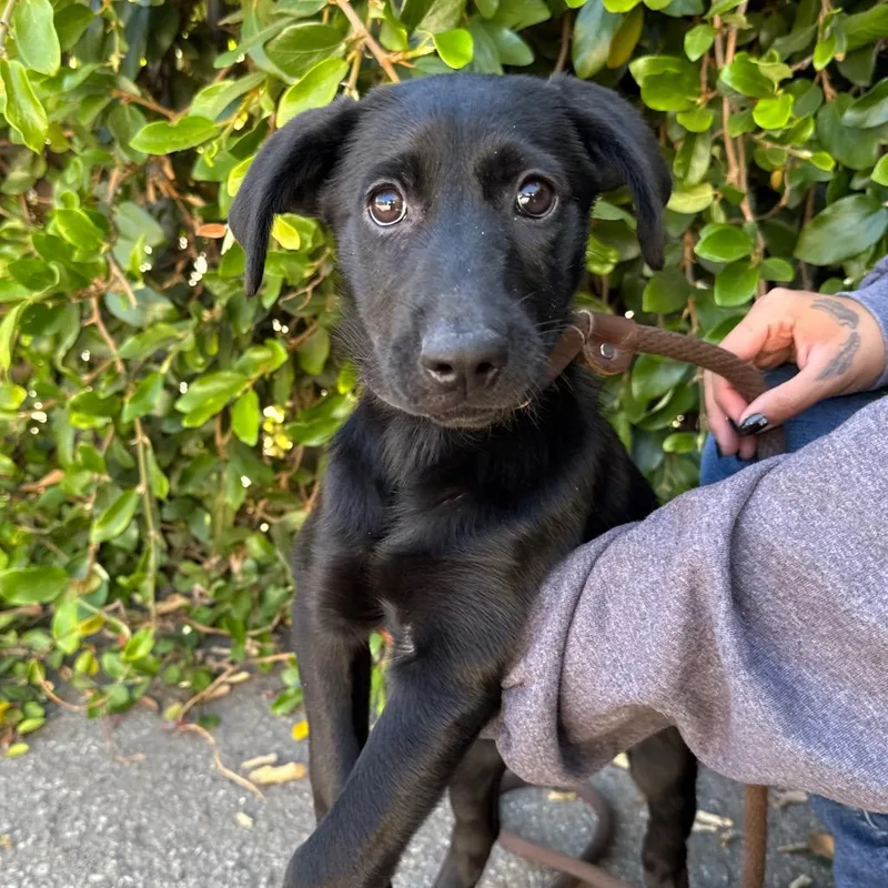 A baby small-sized female Black Labrador Retriever dog named Jubilee for adoption in Santa Barbara, CA
