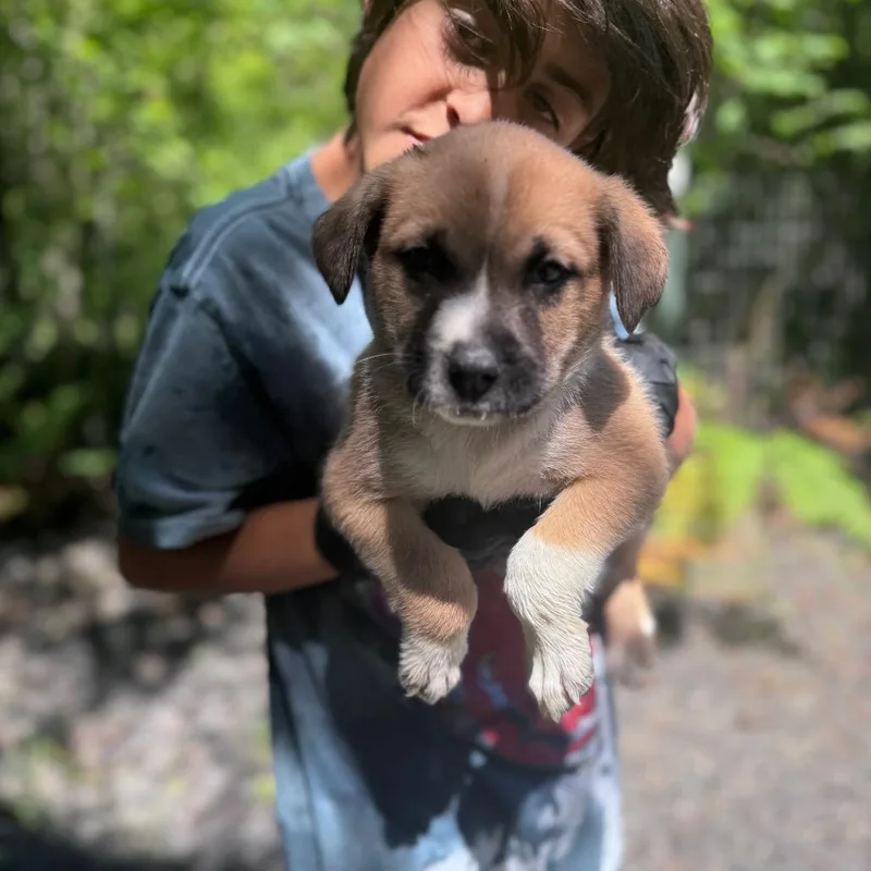 A baby large-sized male Brown / Chocolate Mixed Breed dog named Colorado for adoption in Tacoma, WA