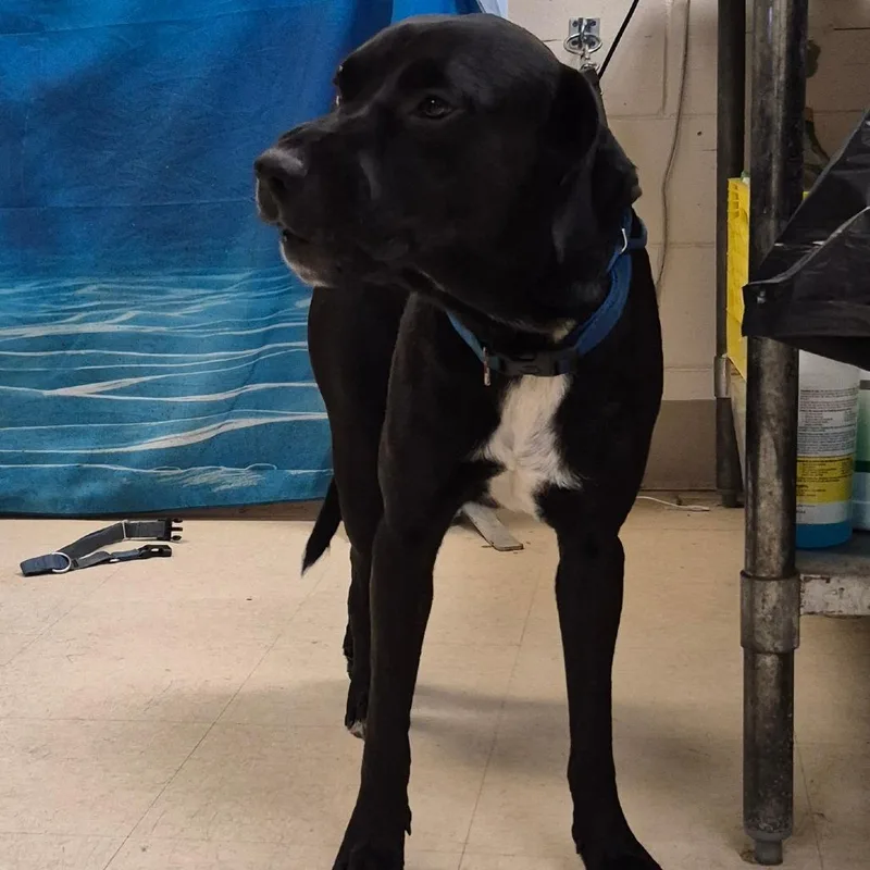 An adult large-sized male Black Mixed Breed dog named Gunner for adoption in Lake Panasoffkee, FL