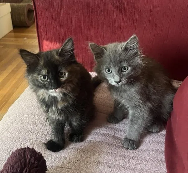A baby small-sized male Domestic Medium Hair cat named Uno for adoption in Novato, CA