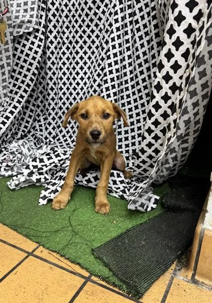 A baby medium-sized male Terrier dog named Charles for adoption in Gainesville, FL