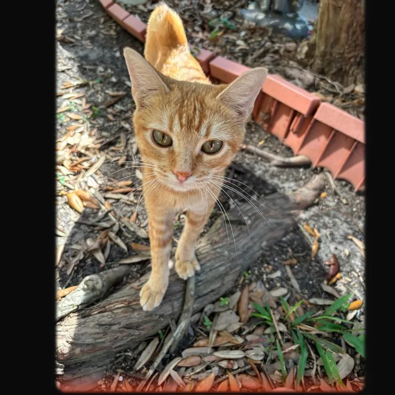 An adult medium-sized female Orange / Red Domestic Short Hair cat named Charley for adoption in Houston, TX