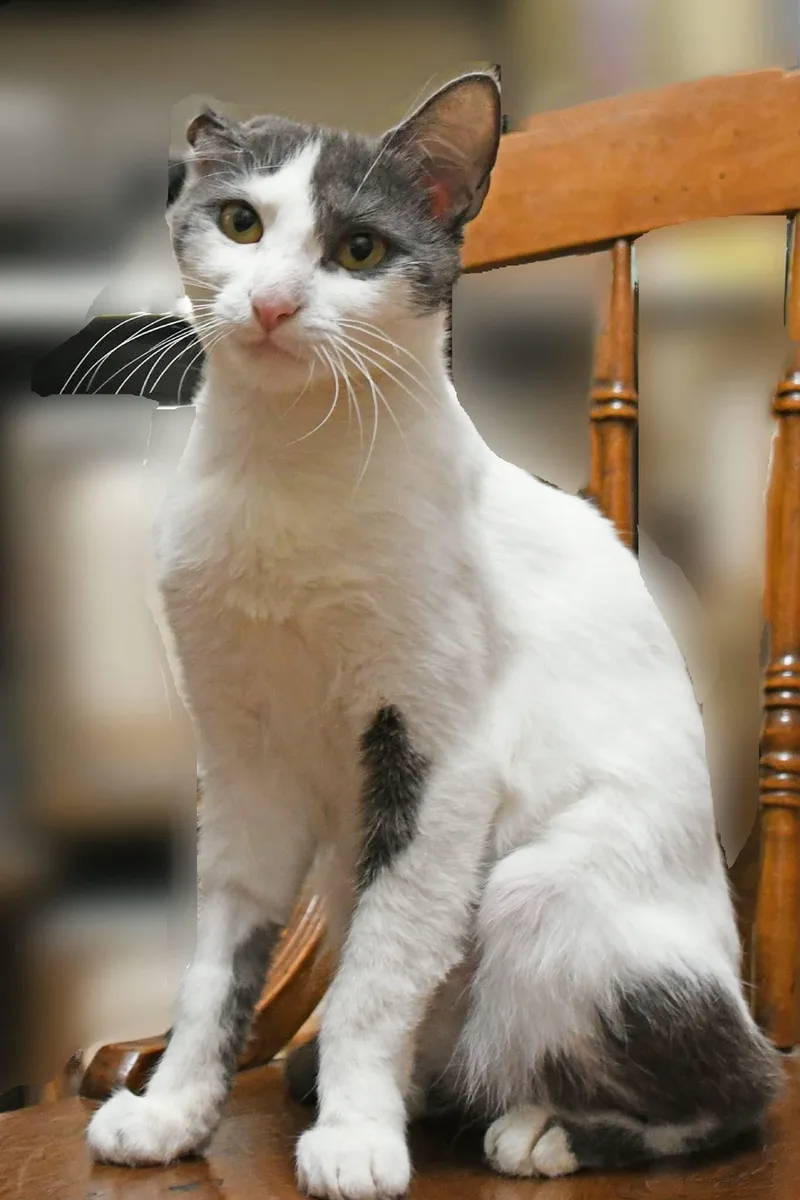 A young medium-sized female Domestic Short Hair cat named Moonbeam for adoption in Johnstown, NY