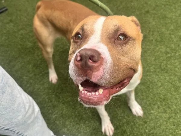 An adult medium-sized male Mixed Breed dog named Chase for adoption in New York, NY