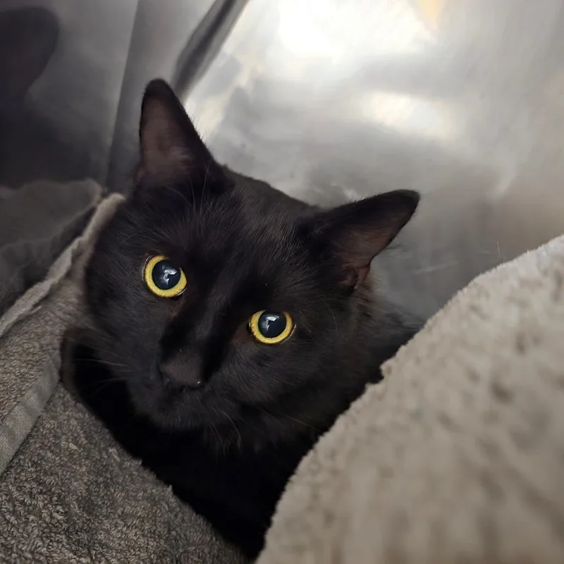 An adult small-sized male Black Domestic Short Hair cat named Yan for adoption in Waldorf, MD