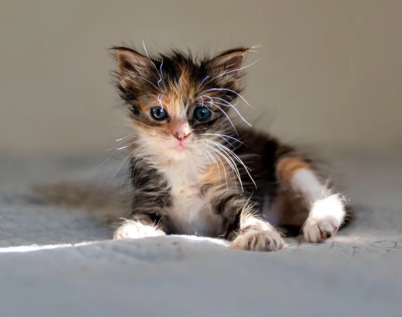 A baby large-sized female Calico Domestic Long Hair cat named Maple for adoption in Tyler, TX