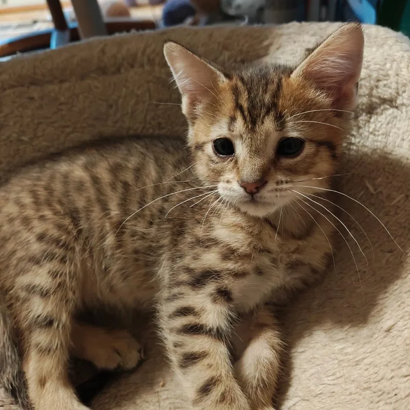 A baby medium-sized male Tabby (Brown / Chocolate) Domestic Short Hair cat named Sanjay for adoption in Omaha, NE