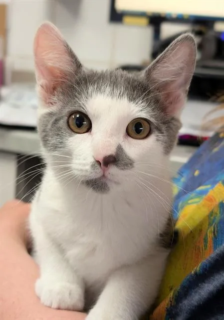 A baby small-sized female Domestic Short Hair cat named Harmony for adoption in Canfield, OH