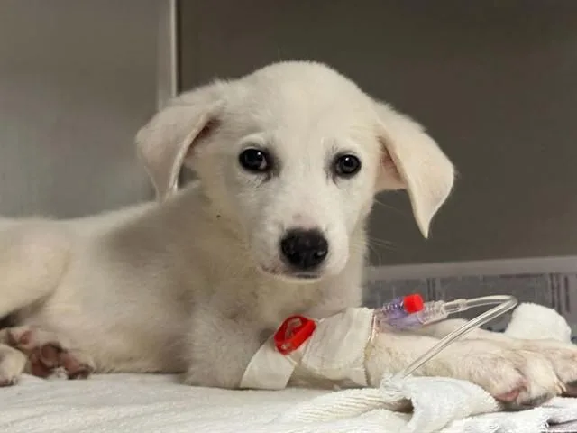 A baby large-sized male Mixed Breed dog named Duke for adoption in Dallas, TX