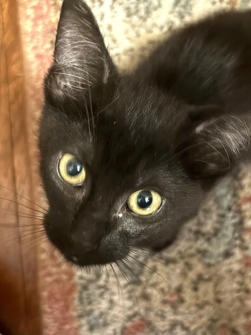 A baby small-sized male Black Domestic Short Hair cat named Wyatt for adoption in Belvidere, IL