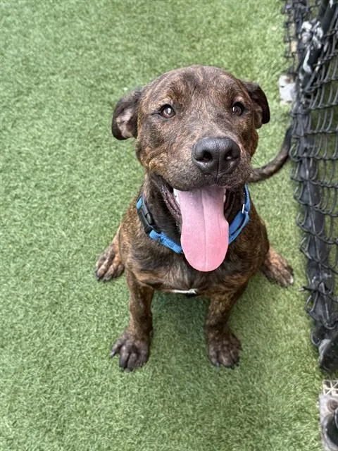 A young medium-sized male Mixed Breed dog named Clyde for adoption in Dallas, TX
