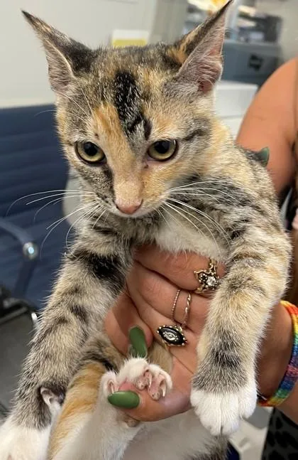 An adult small-sized female Domestic Short Hair cat named Angel Reese for adoption in Shreveport, LA