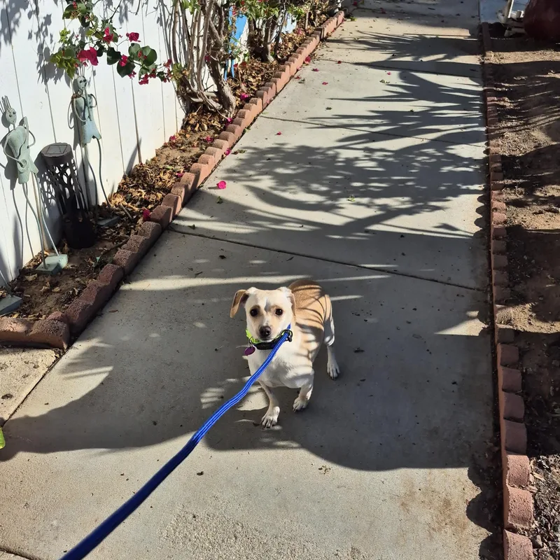 A young small-sized male Yellow / Tan / Blond / Fawn Beagle dog named Banana Chip!! for adoption in Manhattan Beach, CA